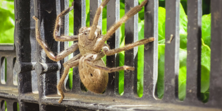 Spider Blocking Woman's Exit Is So Big People Reckon Fire Brigade Is Needed