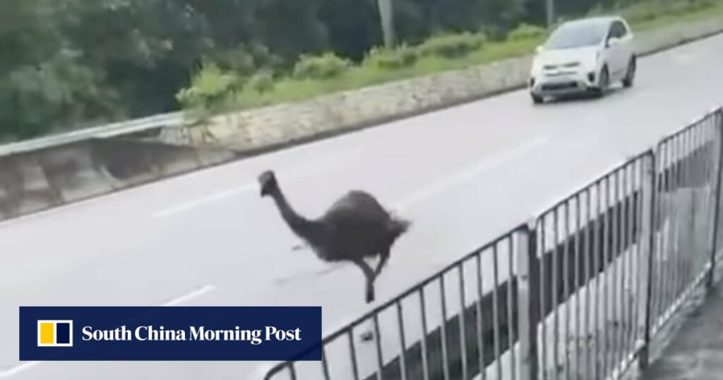 Bird in the hand a headache for Hong Kong authorities as they hunt for home for escapee emu