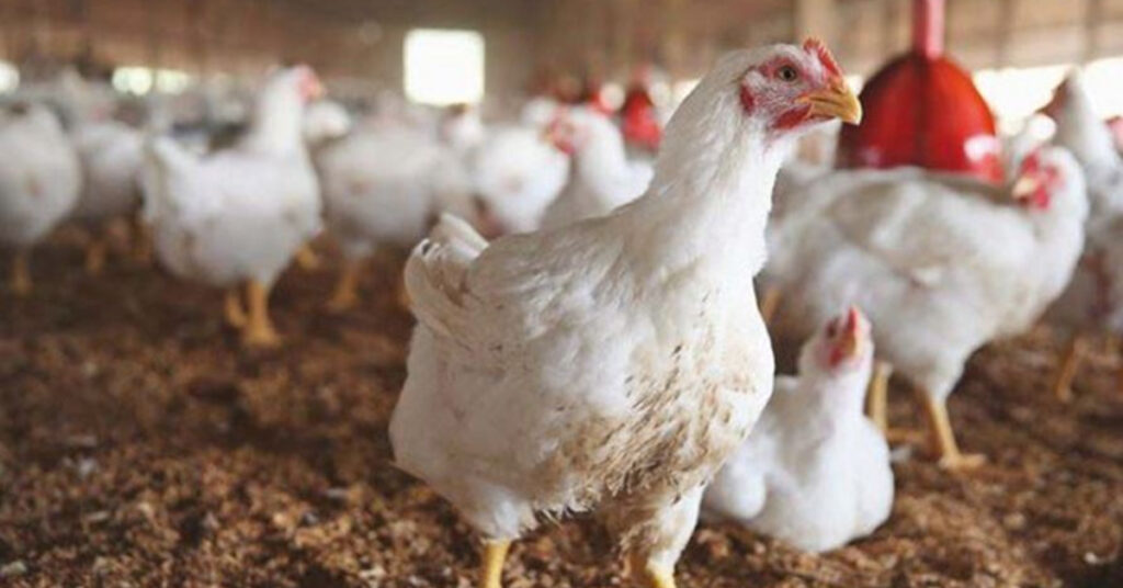 Chicken Rate Today in Lahore: July 2024 Update