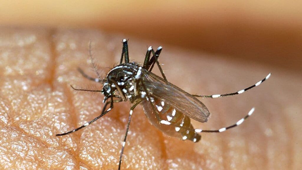 Over 5,27,000 cases reported, argentina, dengue in argentina, world news, latest news