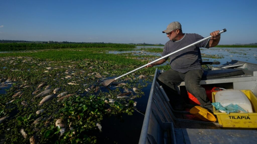 Tons Of Dead Fish Seen On Brazil River Allegedly Killed Due To Dumping Of Industrial Waste