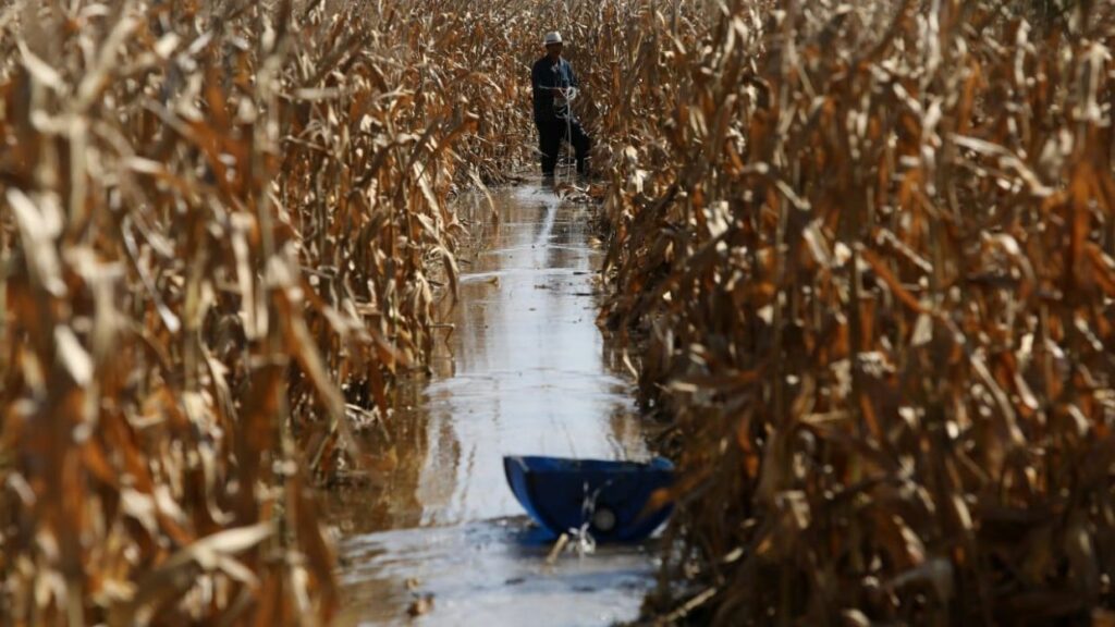 China eyes food security boost, ‘bumper’ autumn harvest with funds for weather-hit regions