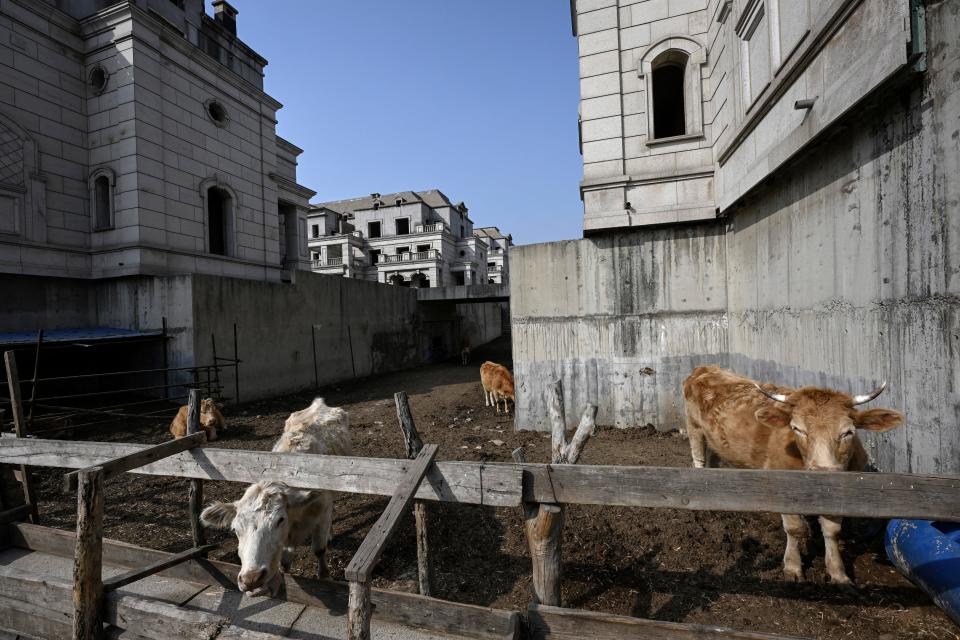 Cattle and farm animals roam‌ around makeshift pens.