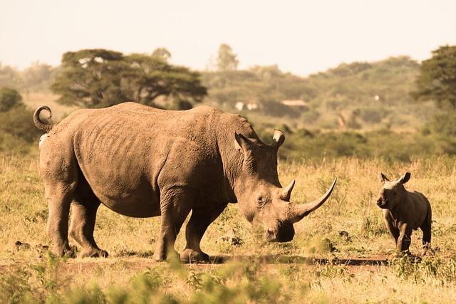 Conservation Efforts: Protecting Nature Amid Urban Expansion