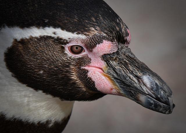 Dalian Animal Park Celebrates Accomplished Incubation of 30 Penguin Chicks