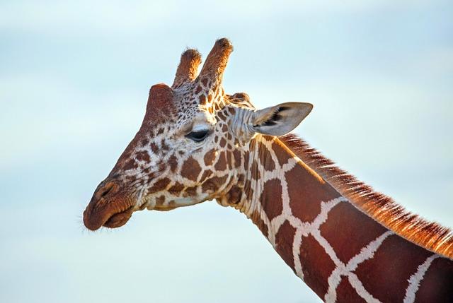 The 2024 Nature Conservancy Oceania photo contest winners – in pictures - The Guardian