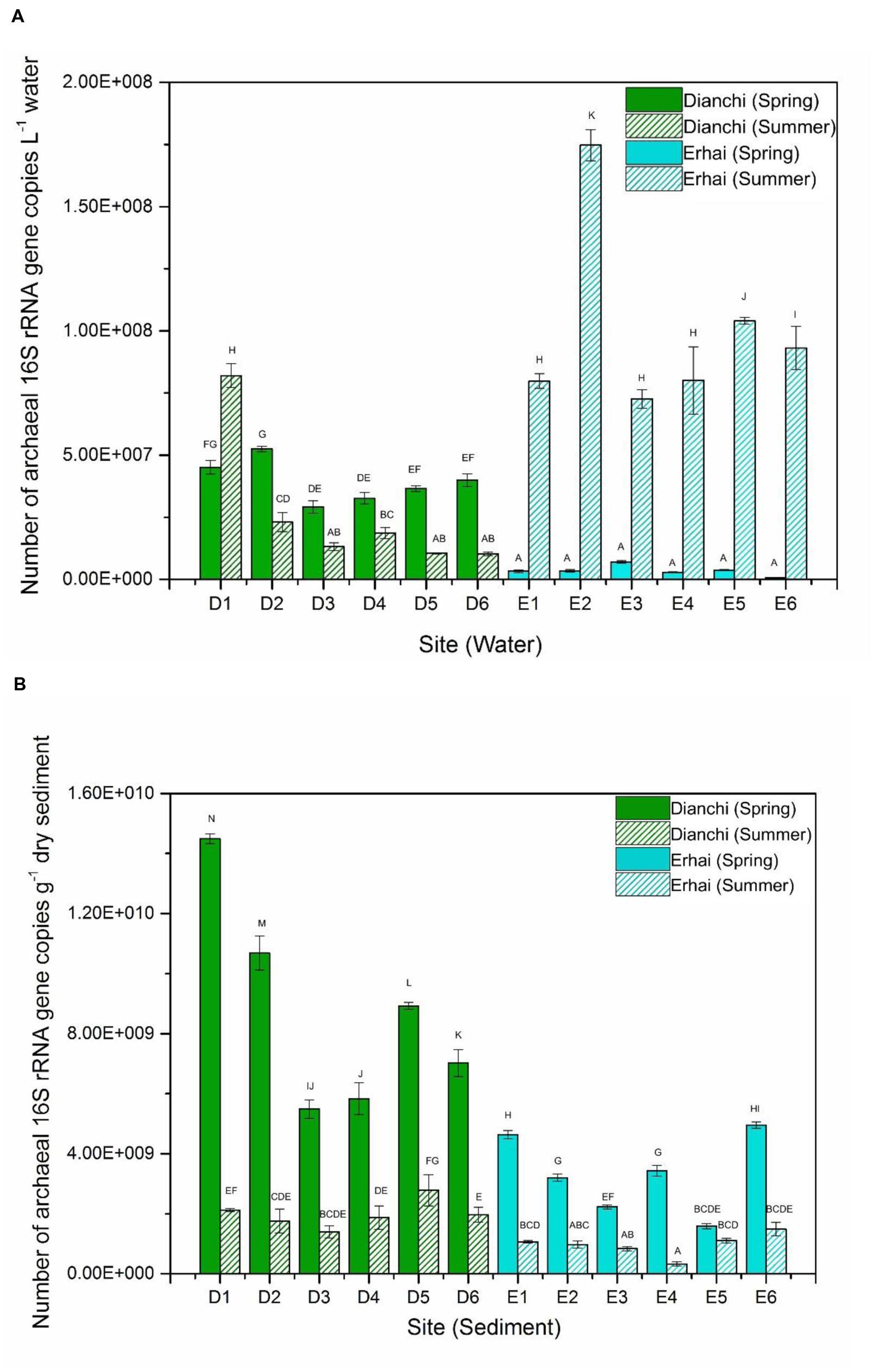 Functional Potential of Archaeal communities and Their Role in Biogeochemical Cycles