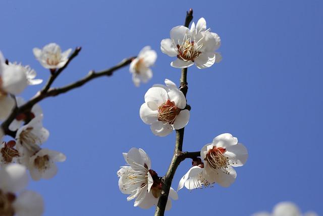 Exploring the Best Locations to Experience Plum Blossom Blooms