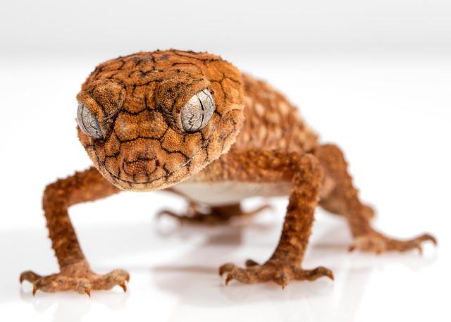 The Ecological Significance of the Gecko in Its Habitat