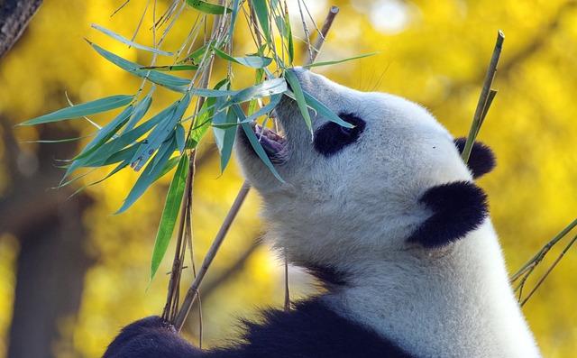 The Role of Pandas in hong Kong's identity and Tourism