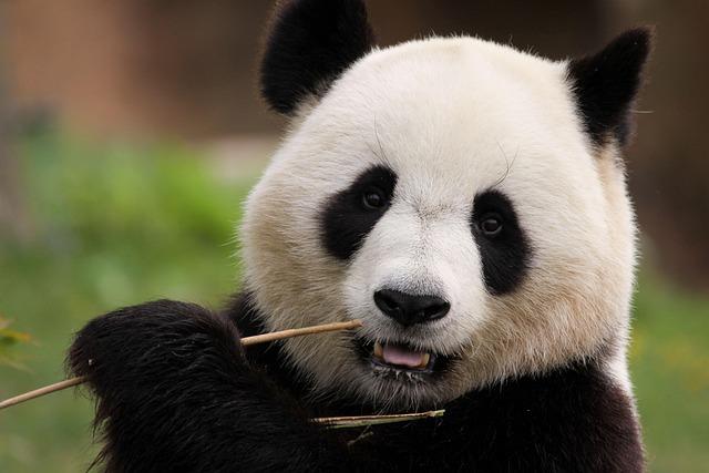 The Significance of Naming: Engaging a Community in Panda Conservation