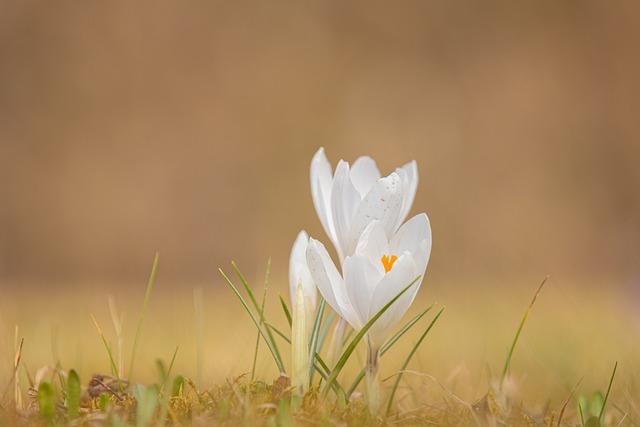 Cultural Festivals and Traditions Revived during Spring