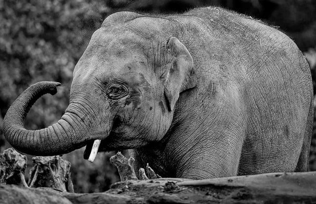 A Call to Action: How People Can Support Elephant Conservation Efforts in Myanmar