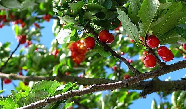 First shipment of Chilean cherries arrives in China’s Tianjin in winter – Xinhua
