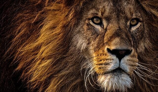 Lions host Nicholas Bradley, Yorkshire native, teacher at Japan’s Nagoya University of Foreign Studies – SWARK Today