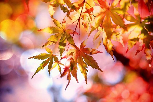 Autumn scenery in Xi’an, NW China’s Shaanxi – People’s Daily