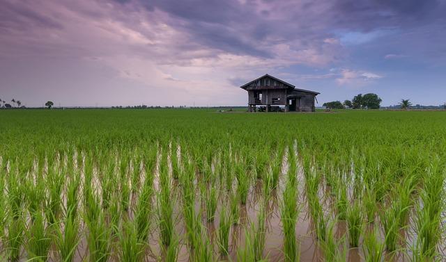 Impact of Urban Expansion on Rice Cultivation in Yangon