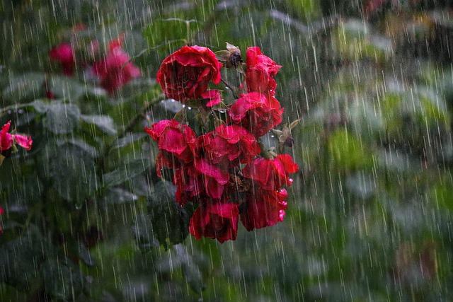 Heavy rains cause severe flooding in Monterrey, leaving three dead, Mexico – The Watchers