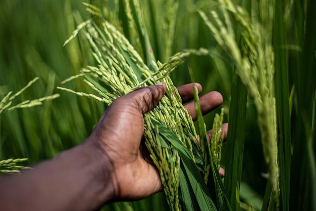 Sustainable Farming Practices for Increased Yield and Resilience