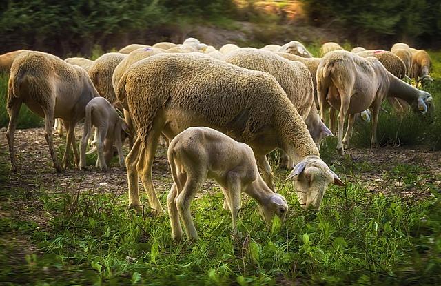 China starts import of mutton products from Africa – China Daily