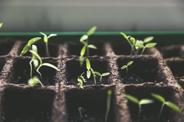 Health Benefits of growing Your Own Food During Isolation