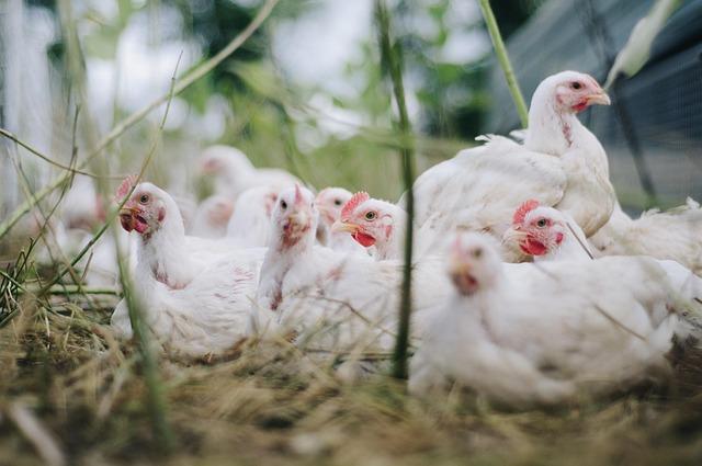 Nearly 10 lakh kgs chicken and live poultry sold in Hyderabad on Sundays; sales dip – The Hindu