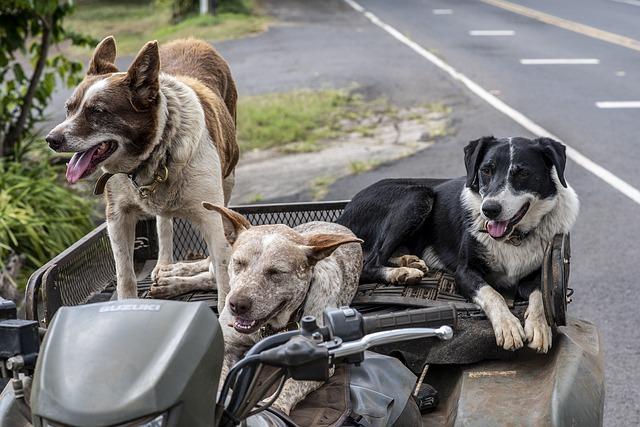 Challenges Faced by Shelters and Rescues in the Rehoming Process