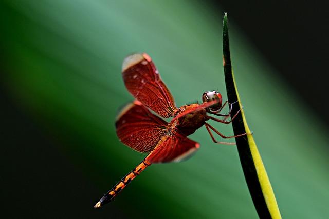 Impact of Urbanization on Pune's Dragonfly Diversity