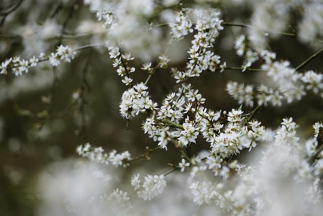 Blooming plum blossoms beautify spring of Hefei – China Daily