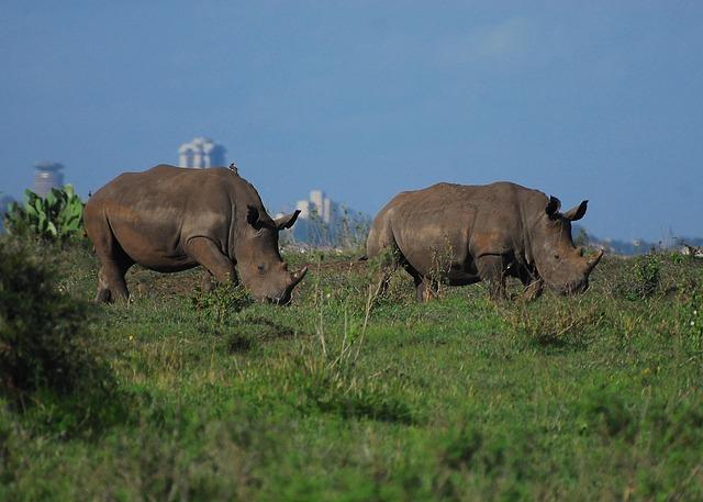 Cultural Significance: The Role of Nairobi National Park in Local Heritage