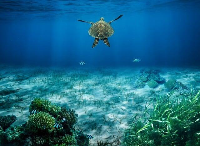 Recommendations for Sustainable Tourism Practices to protect Marine Life