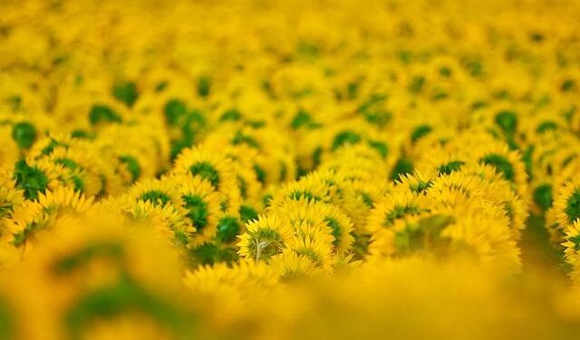 Kunming Biodiversity Fund launched in Beijing – Global Times
