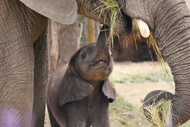 Ethics in Thailand’s elephant tourism? – Bangkok Post