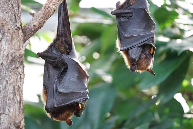 Covid-like bat virus found at China's Wuhan lab. What is HKU5-CoV-2? Does it infect humans? - MSN