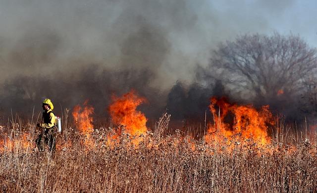 Impact of the Brasilia Wildfire on Biodiversity and Ecosystems