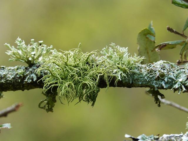 The Role of Traditional Building Materials in Lichen Development