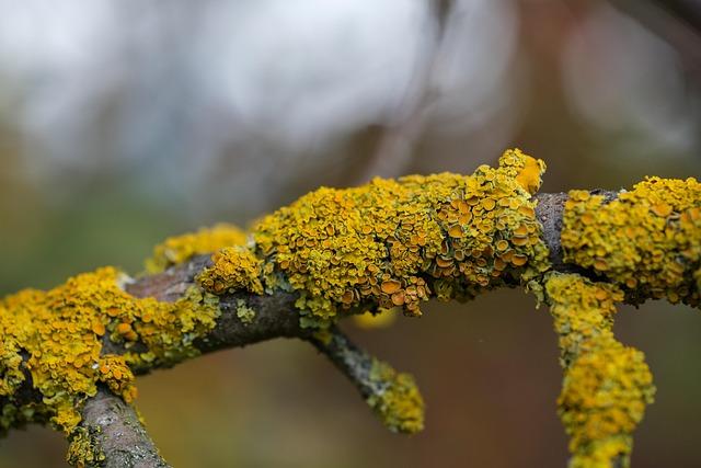 Lichens on Iran’s ancient structures unrelated to pollution, expert confirms - Tehran Times