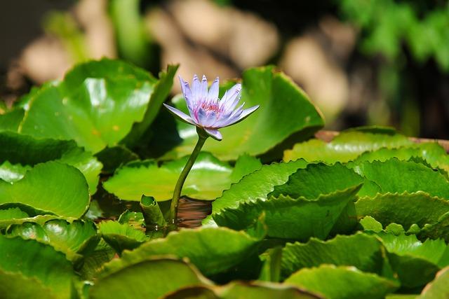 Enhancing Employee Well-Being with Nature-Centric Spaces at Google Bengaluru