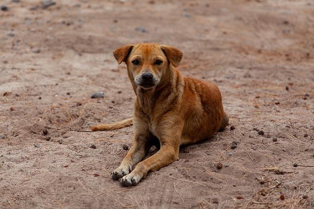 International Adoption Programs: Ensuring a Better Future for Turkish Strays