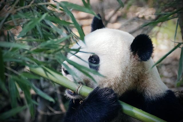 The Role of Technology in Panda Conservation Strategies