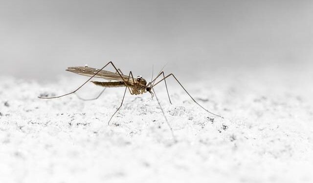 Clothianidin-resistant Anopheles gambiae adult mosquitoes from Yaoundé, Cameroon, display reduced susceptibility to SumiShield® 50WG, a neonicotinoid formulation for indoor residual spraying – BMC Infectious Diseases