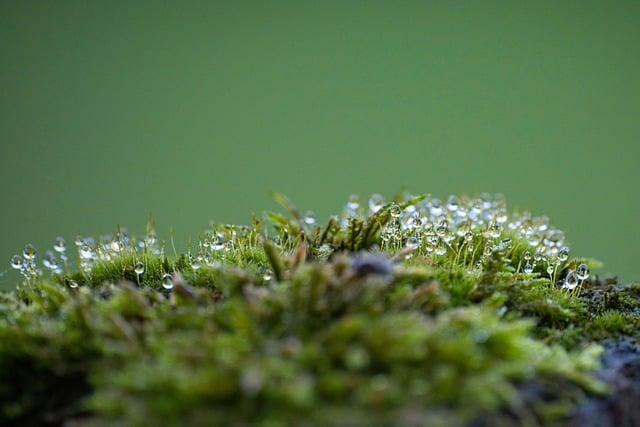 Lichens as Indicators of Historical Preservation in Iran