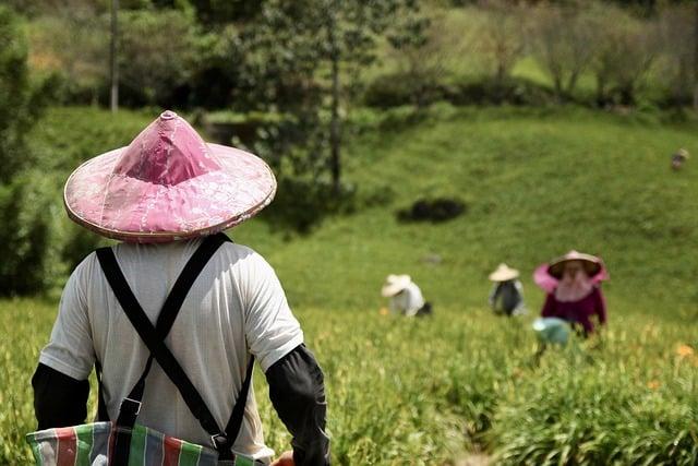 Impact of Severe Drought on Eastern China's Corn Production