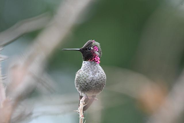 Tips for Aspiring Wildlife Photographers ⁣in‍ Oceania