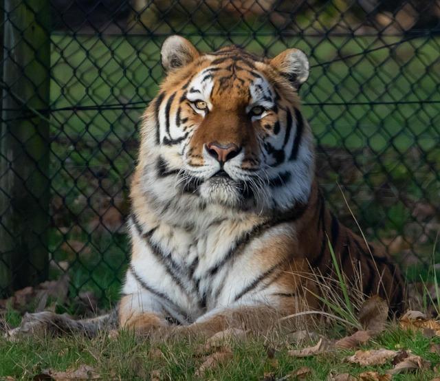 Rare Insights into Amur Tiger and Leopard breeding Habitats in China