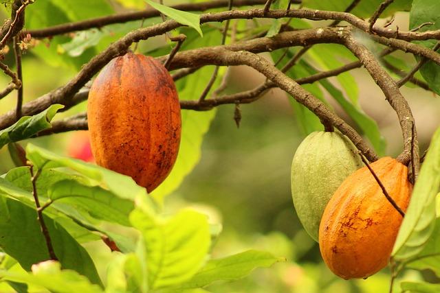 Long-Term Solutions for Resilient Cocoa Trade in Ivory Coast