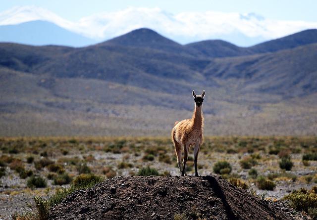 Evacuation Alerts Issued as Wildfires Intensify in Southern Chile