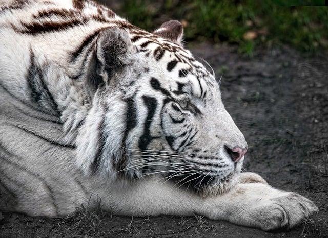 Exploring the Legacy of the Flying Tigers​ in Xinjiang