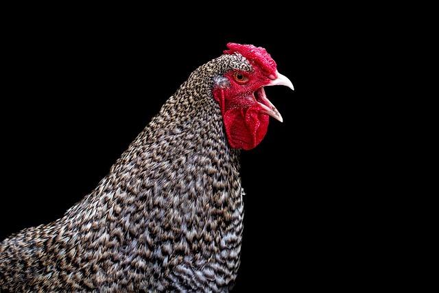 Strategies for Boosting Poultry Sales on Off-peak Days