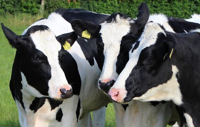 Economic Slowdown Triggers Shift in Consumer Demand for Dairy Products